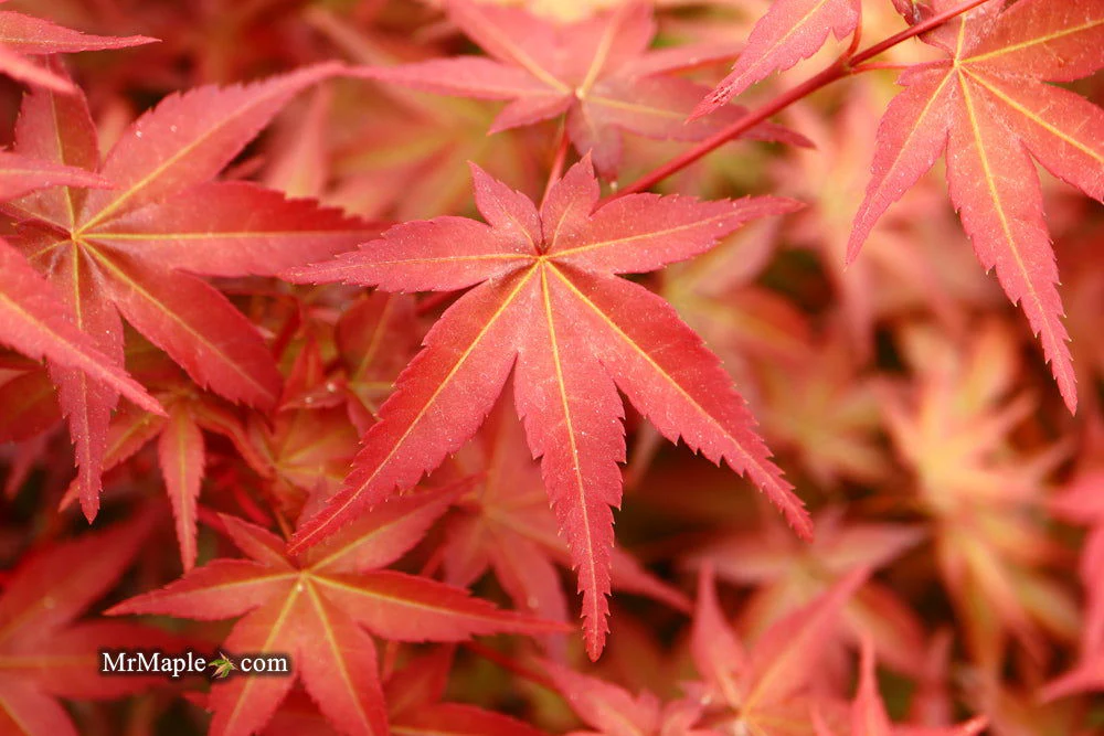 FOR PICKUP ONLY | Acer palmatum 'Beni maiko' Japanese Maple | DOES NOT SHIP - Image 13