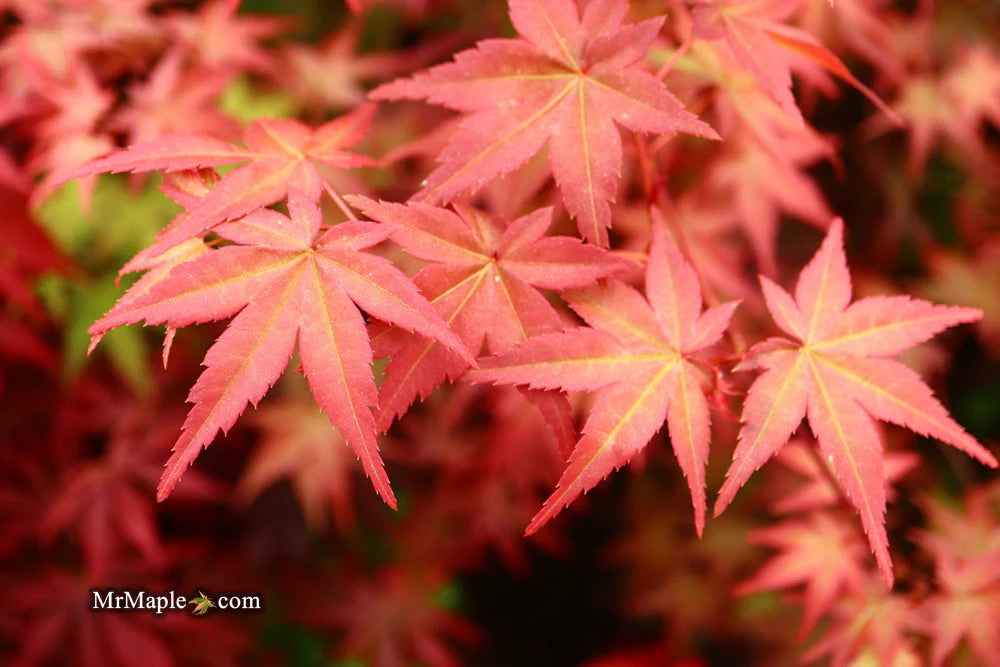 FOR PICKUP ONLY | Acer palmatum 'Beni maiko' Japanese Maple | DOES NOT SHIP - Image 14