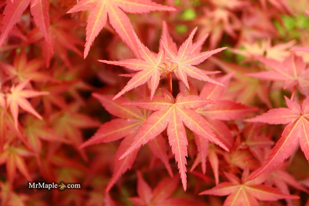 FOR PICKUP ONLY | Acer palmatum 'Beni maiko' Japanese Maple | DOES NOT SHIP - Image 15