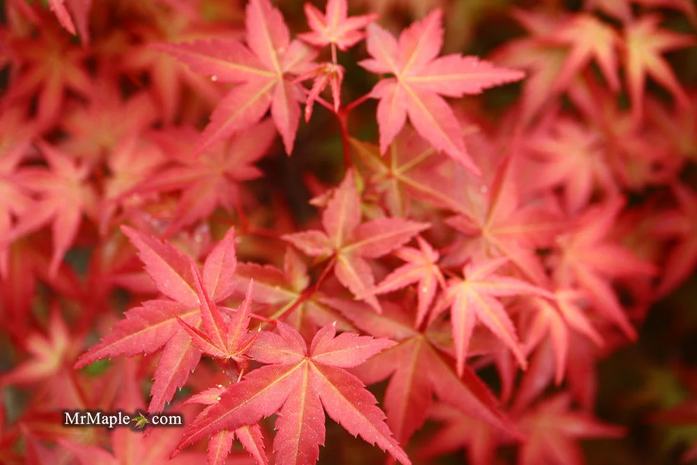 FOR PICKUP ONLY | Acer palmatum 'Beni maiko' Japanese Maple | DOES NOT SHIP - Image 16