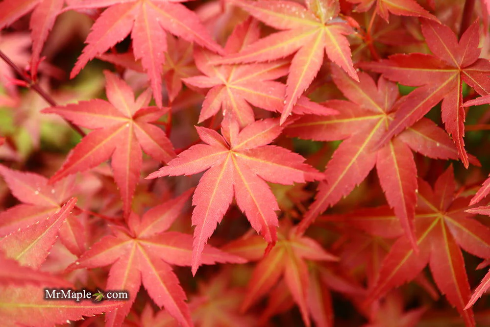 FOR PICKUP ONLY | Acer palmatum 'Beni maiko' Japanese Maple | DOES NOT SHIP - Image 17