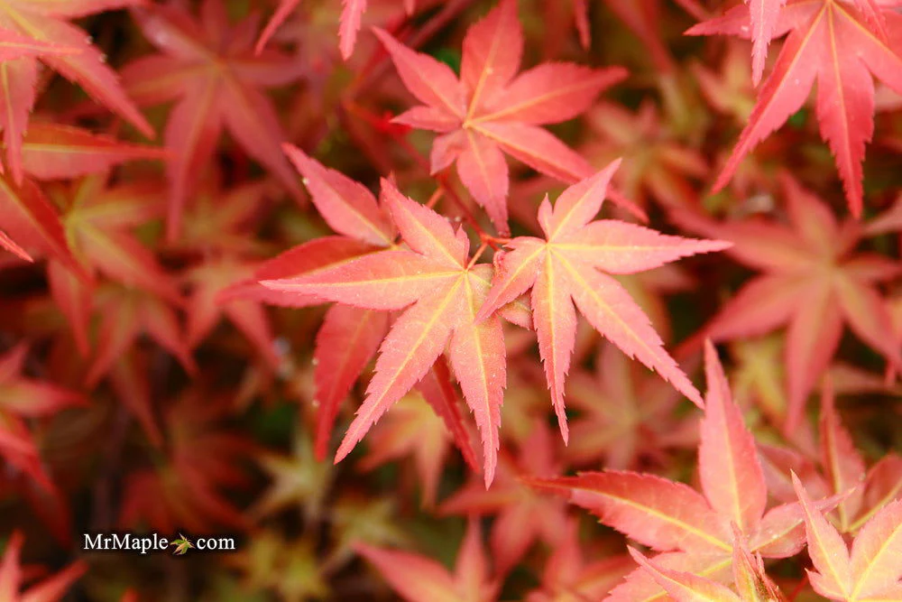 FOR PICKUP ONLY | Acer palmatum 'Beni maiko' Japanese Maple | DOES NOT SHIP - Image 18