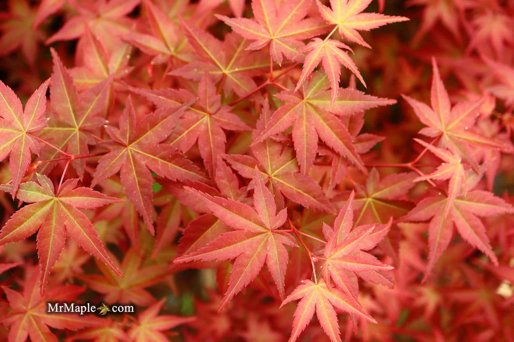 FOR PICKUP ONLY | Acer palmatum 'Beni maiko' Japanese Maple | DOES NOT SHIP - Image 19