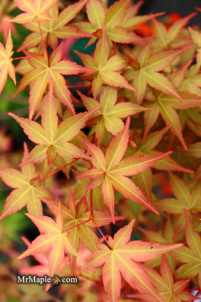 FOR PICKUP ONLY | Acer palmatum 'Beni maiko' Japanese Maple | DOES NOT SHIP - Image 20