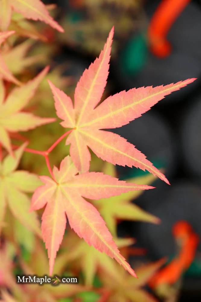 FOR PICKUP ONLY | Acer palmatum 'Beni maiko' Japanese Maple | DOES NOT SHIP - Image 21