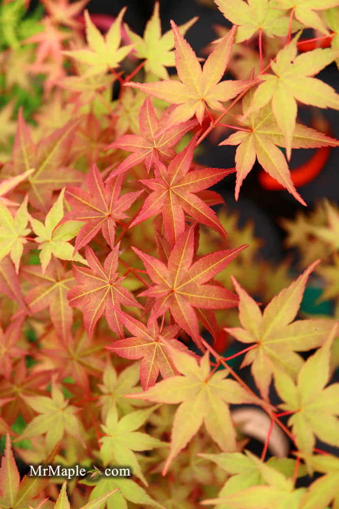 FOR PICKUP ONLY | Acer palmatum 'Beni maiko' Japanese Maple | DOES NOT SHIP - Image 22