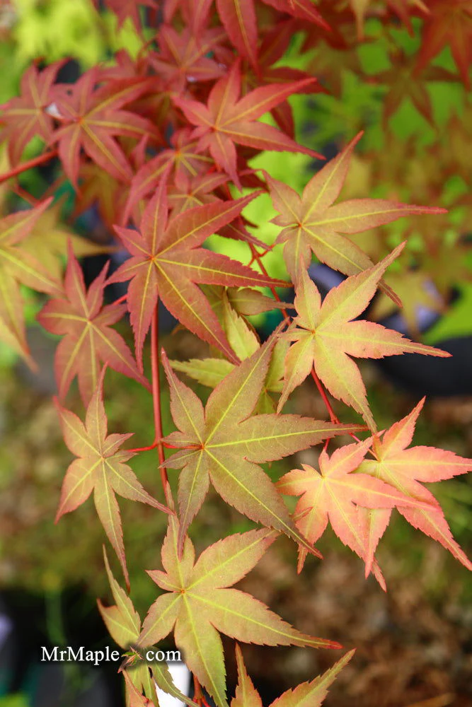 FOR PICKUP ONLY | Acer palmatum 'Beni maiko' Japanese Maple | DOES NOT SHIP - Image 23