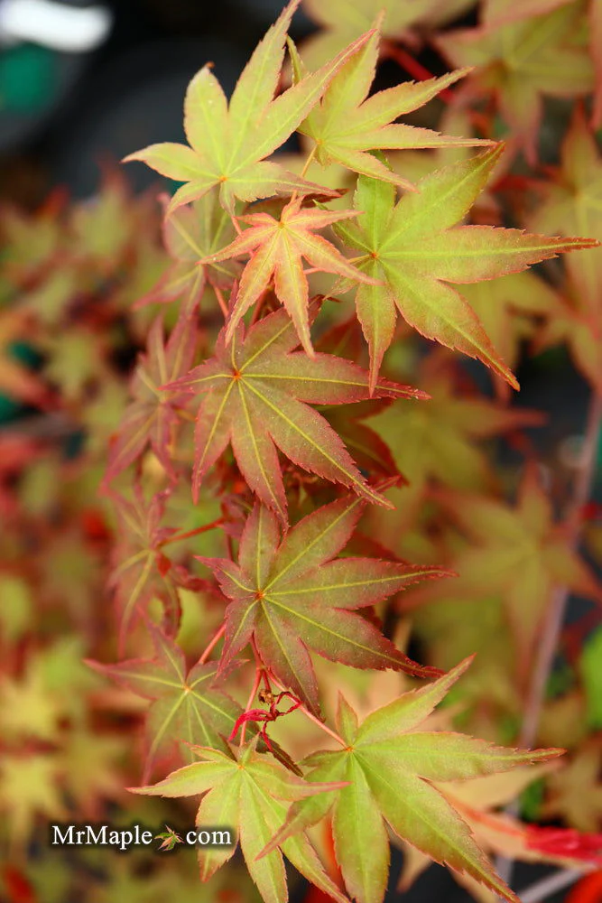 FOR PICKUP ONLY | Acer palmatum 'Beni maiko' Japanese Maple | DOES NOT SHIP - Image 24