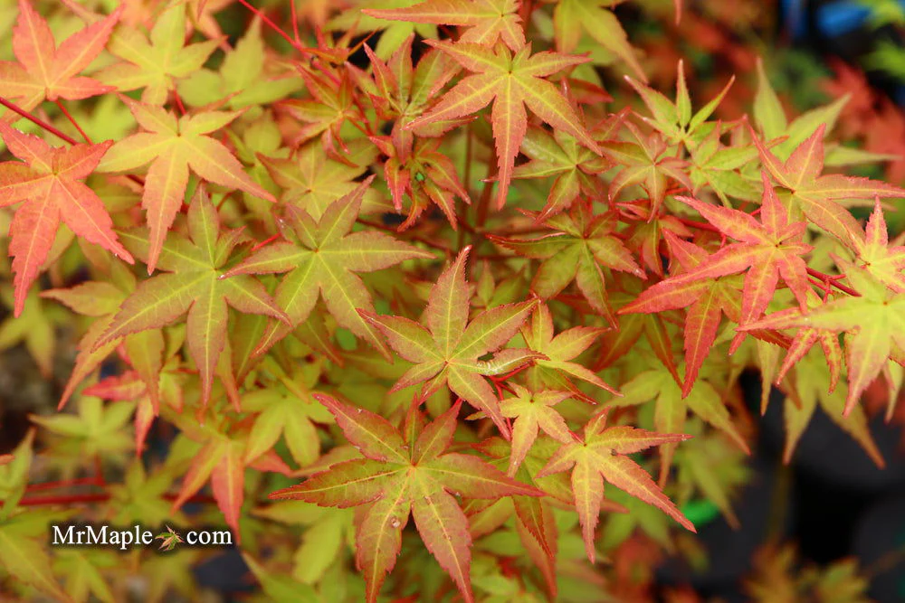 FOR PICKUP ONLY | Acer palmatum 'Beni maiko' Japanese Maple | DOES NOT SHIP - Image 25