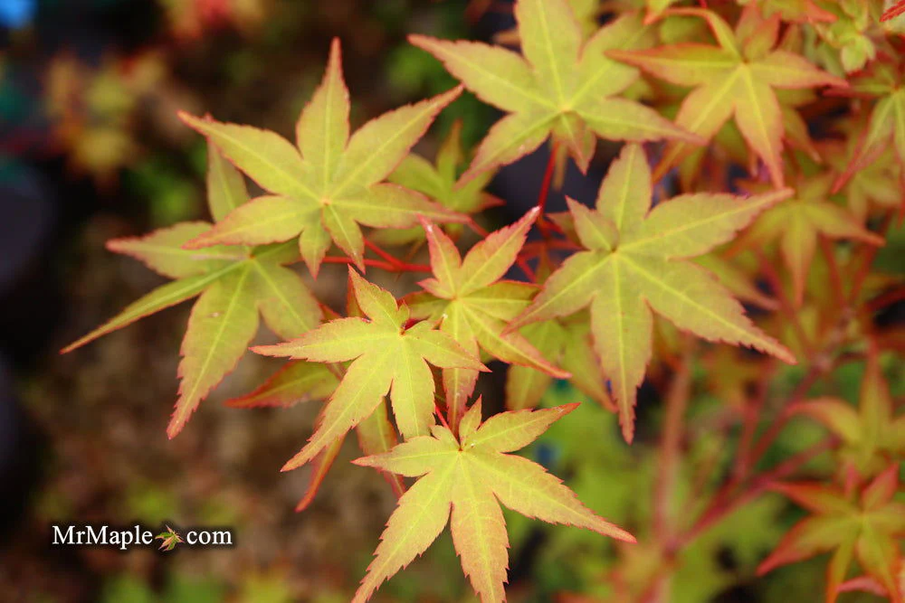 FOR PICKUP ONLY | Acer palmatum 'Beni maiko' Japanese Maple | DOES NOT SHIP - Image 26