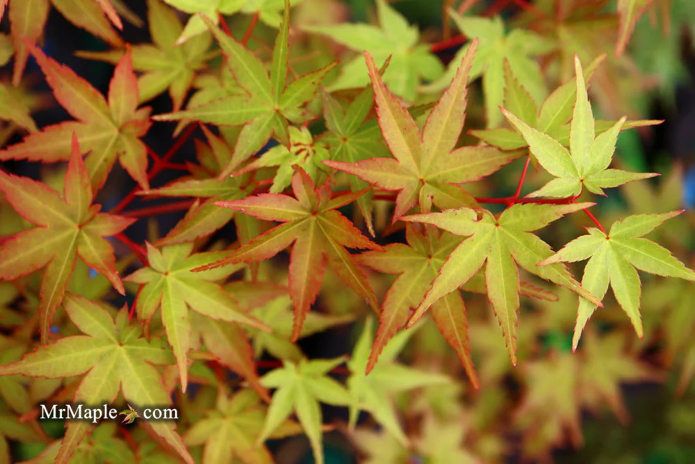 FOR PICKUP ONLY | Acer palmatum 'Beni maiko' Japanese Maple | DOES NOT SHIP - Image 27