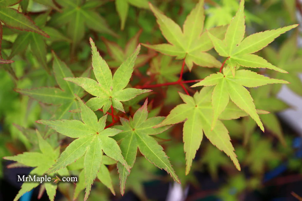 FOR PICKUP ONLY | Acer palmatum 'Beni maiko' Japanese Maple | DOES NOT SHIP - Image 28