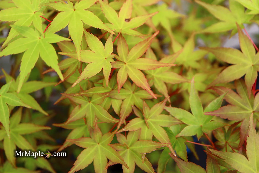 FOR PICKUP ONLY | Acer palmatum 'Beni maiko' Japanese Maple | DOES NOT SHIP - Image 29