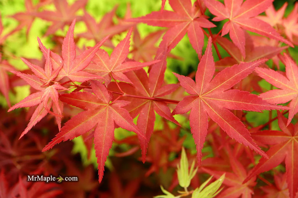 FOR PICKUP ONLY | Acer palmatum 'Beni maiko' Japanese Maple | DOES NOT SHIP - Image 3