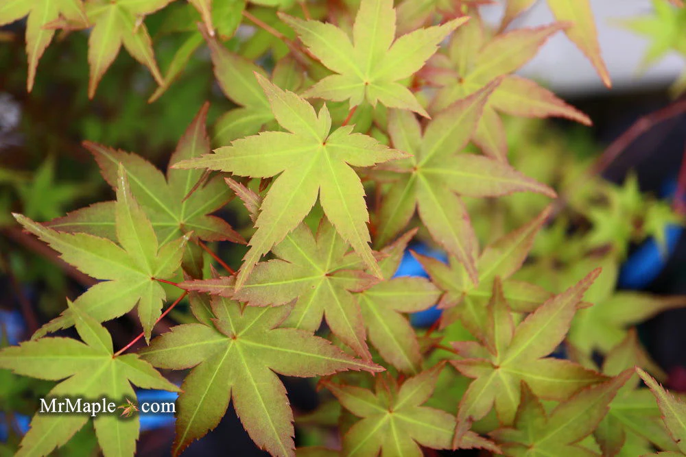 FOR PICKUP ONLY | Acer palmatum 'Beni maiko' Japanese Maple | DOES NOT SHIP - Image 30