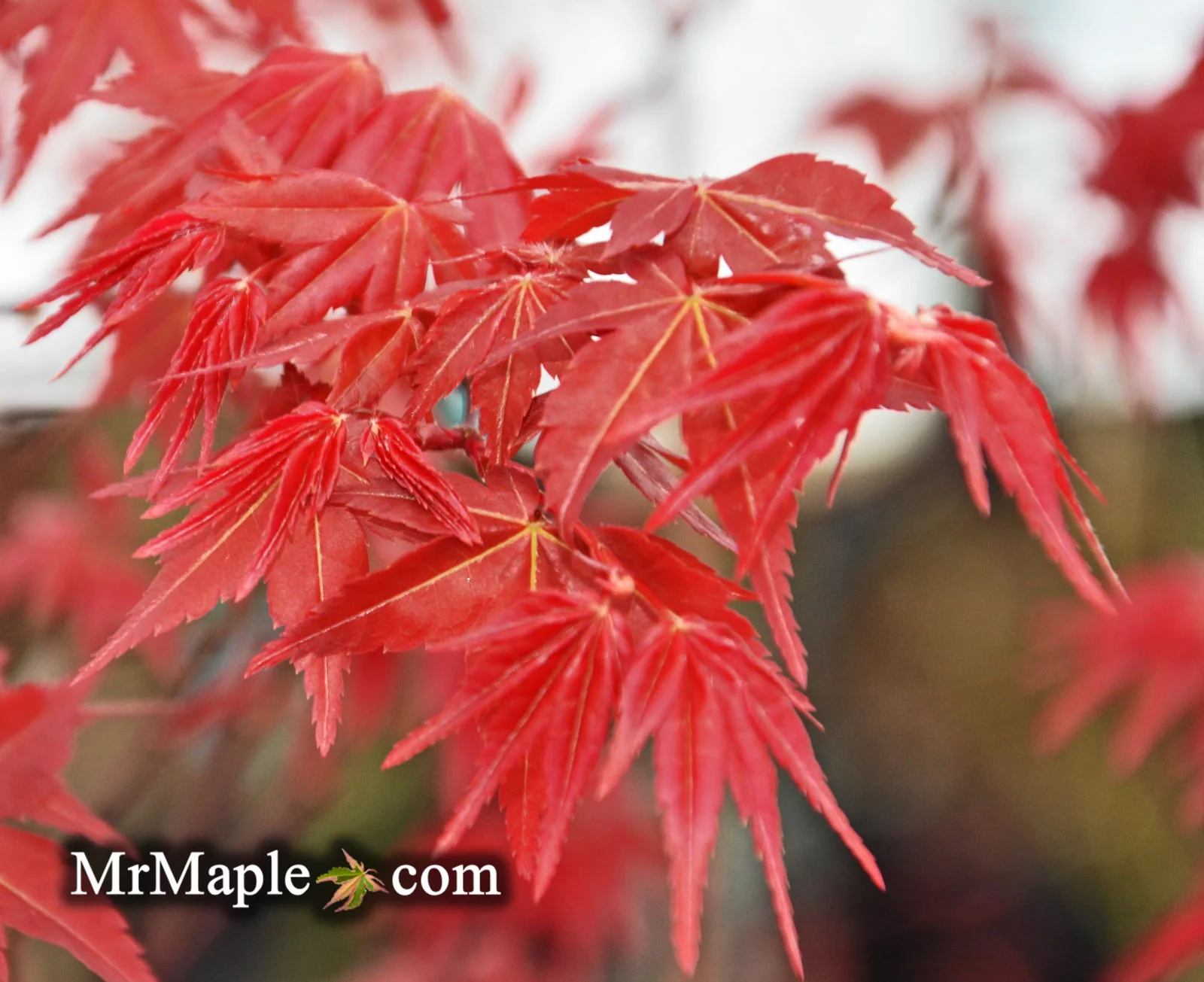 FOR PICKUP ONLY | Acer palmatum 'Beni maiko' Japanese Maple | DOES NOT SHIP - Image 4