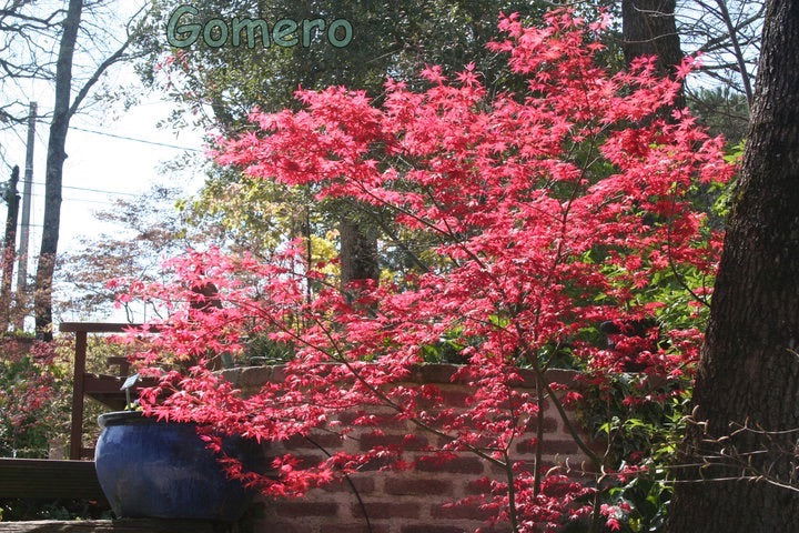 FOR PICKUP ONLY | Acer palmatum 'Beni maiko' Japanese Maple | DOES NOT SHIP - Image 5
