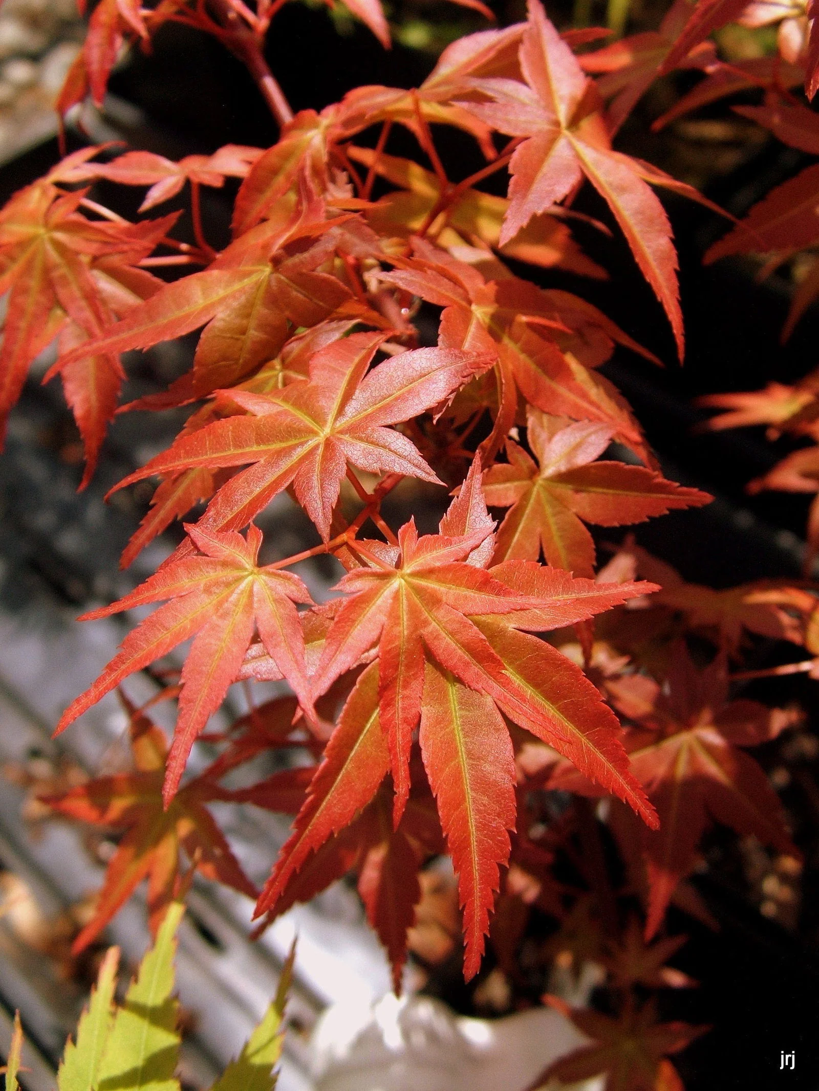 FOR PICKUP ONLY | Acer palmatum 'Beni maiko' Japanese Maple | DOES NOT SHIP - Image 6