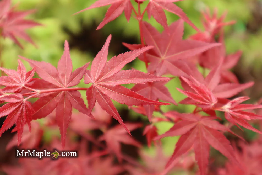 FOR PICKUP ONLY | Acer palmatum 'Beni maiko' Japanese Maple | DOES NOT SHIP - Image 7
