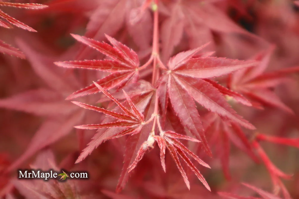 FOR PICKUP ONLY | Acer palmatum 'Beni maiko' Japanese Maple | DOES NOT SHIP - Image 8