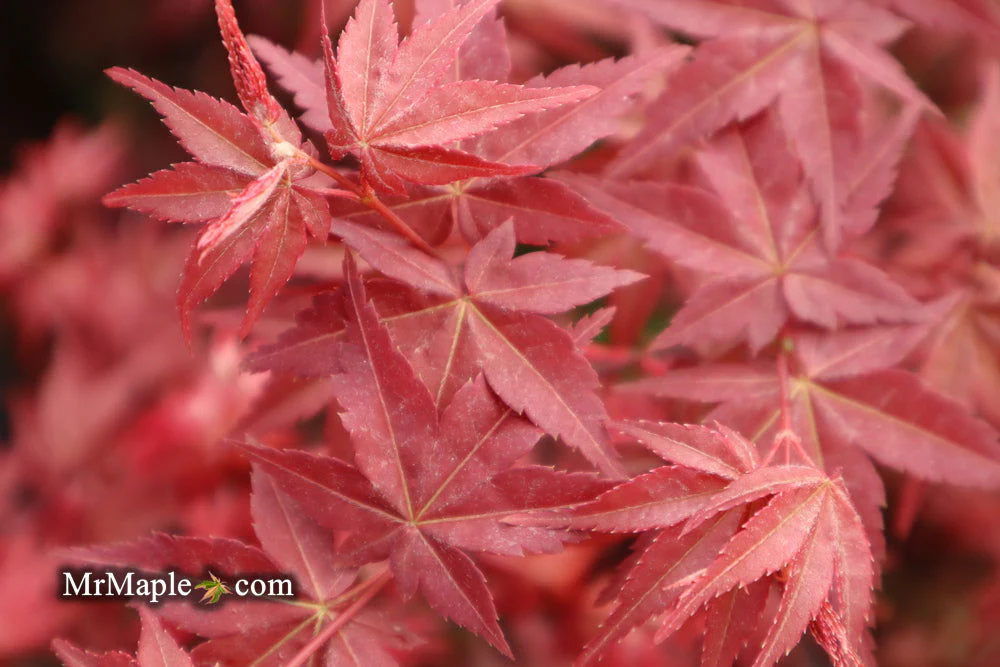 FOR PICKUP ONLY | Acer palmatum 'Beni maiko' Japanese Maple | DOES NOT SHIP - Image 9