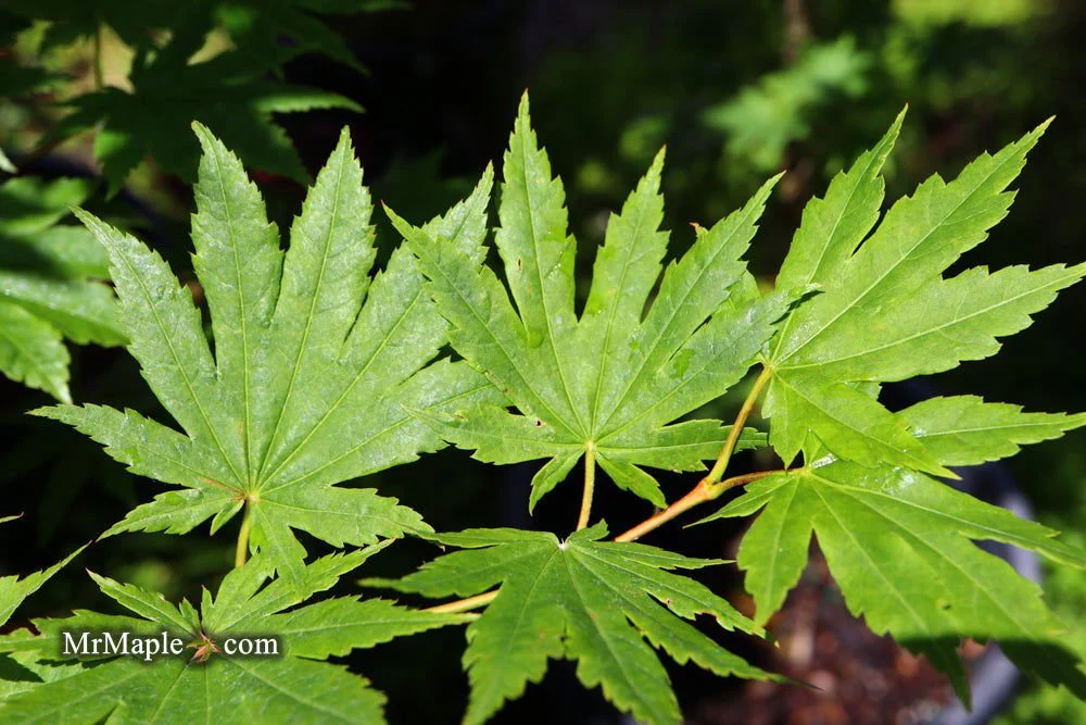 FOR PICKUP ONLY | Acer pseudosieboldianum Japanese Maple | DOES NOT SHIP - Image 10