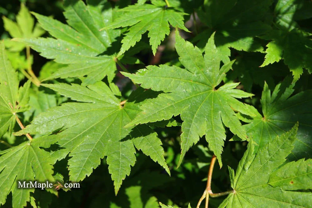FOR PICKUP ONLY | Acer pseudosieboldianum Japanese Maple | DOES NOT SHIP - Image 11