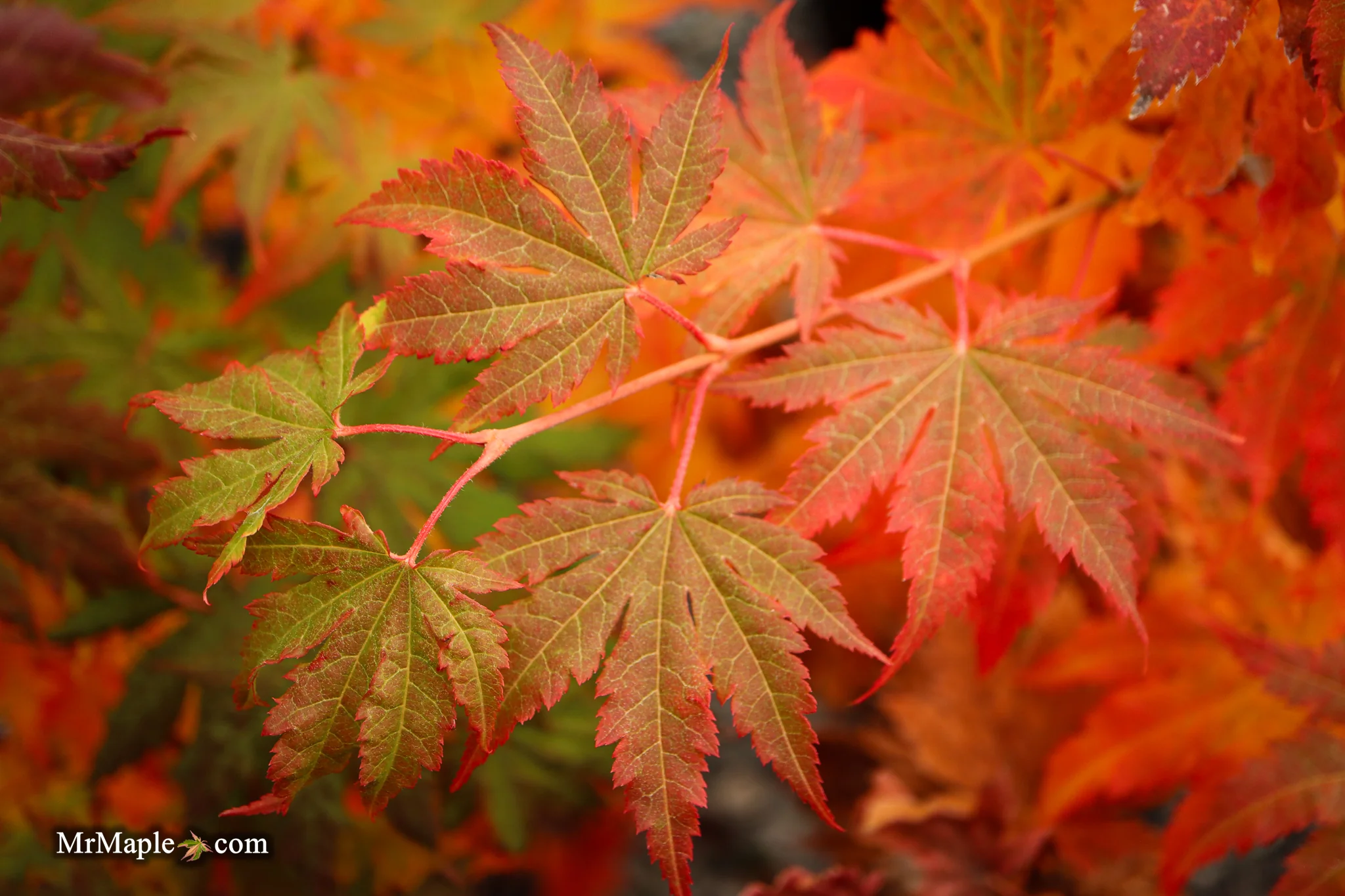 FOR PICKUP ONLY | Acer pseudosieboldianum Japanese Maple | DOES NOT SHIP - Image 12