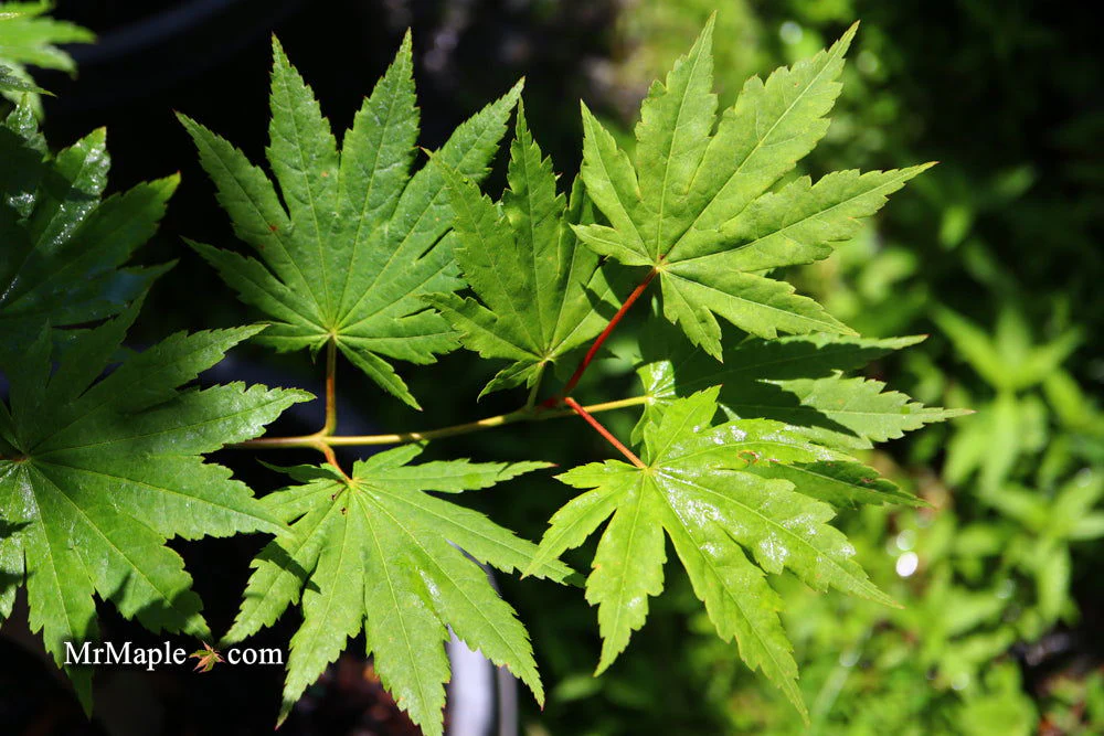 FOR PICKUP ONLY | Acer pseudosieboldianum Japanese Maple | DOES NOT SHIP - Image 13