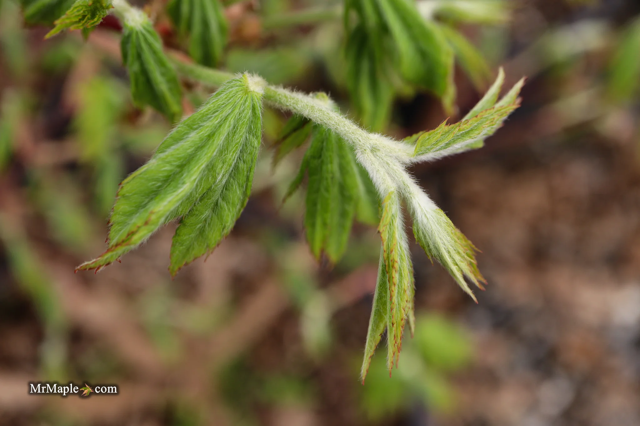FOR PICKUP ONLY | Acer pseudosieboldianum Japanese Maple | DOES NOT SHIP - Image 14