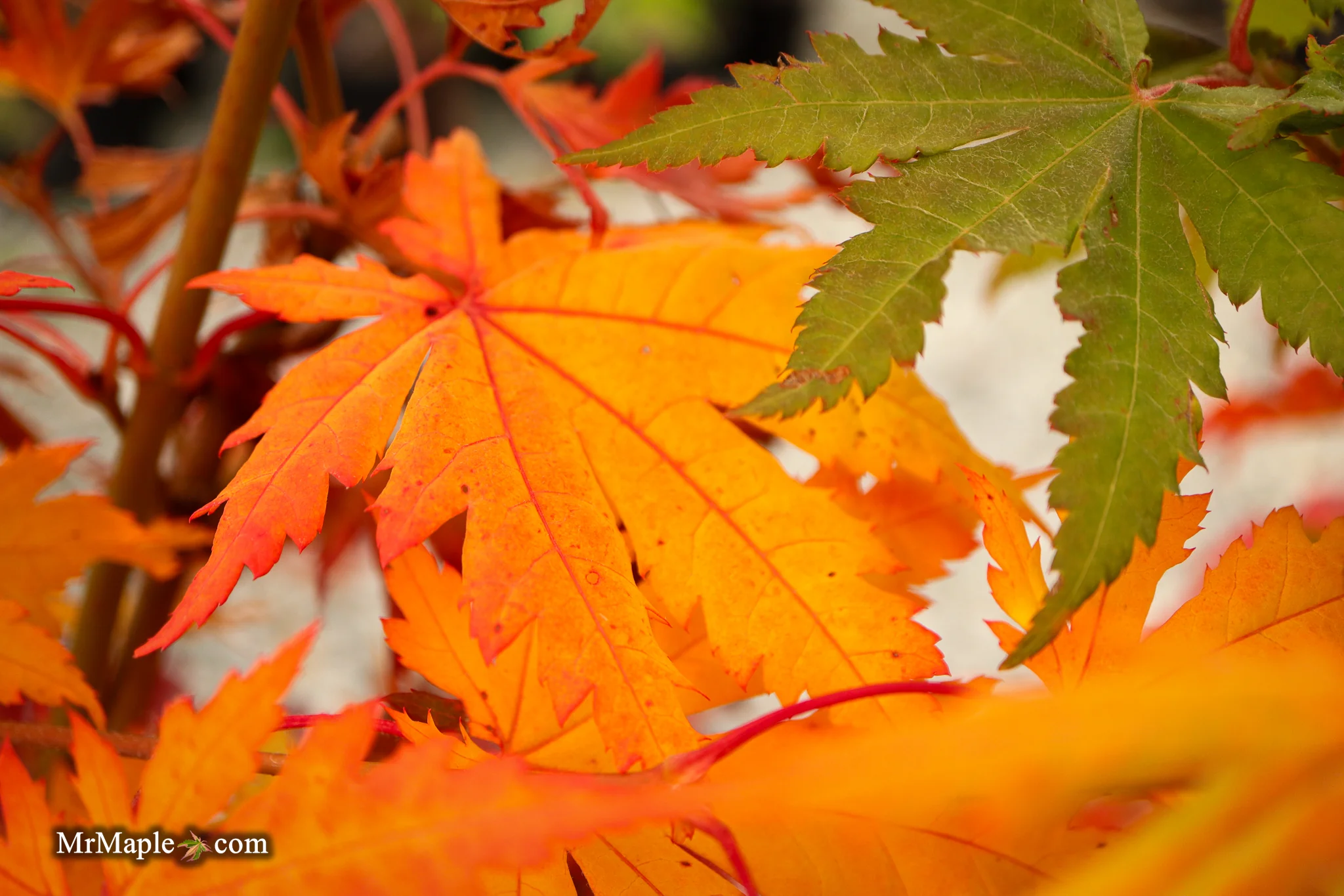FOR PICKUP ONLY | Acer pseudosieboldianum Japanese Maple | DOES NOT SHIP - Image 15