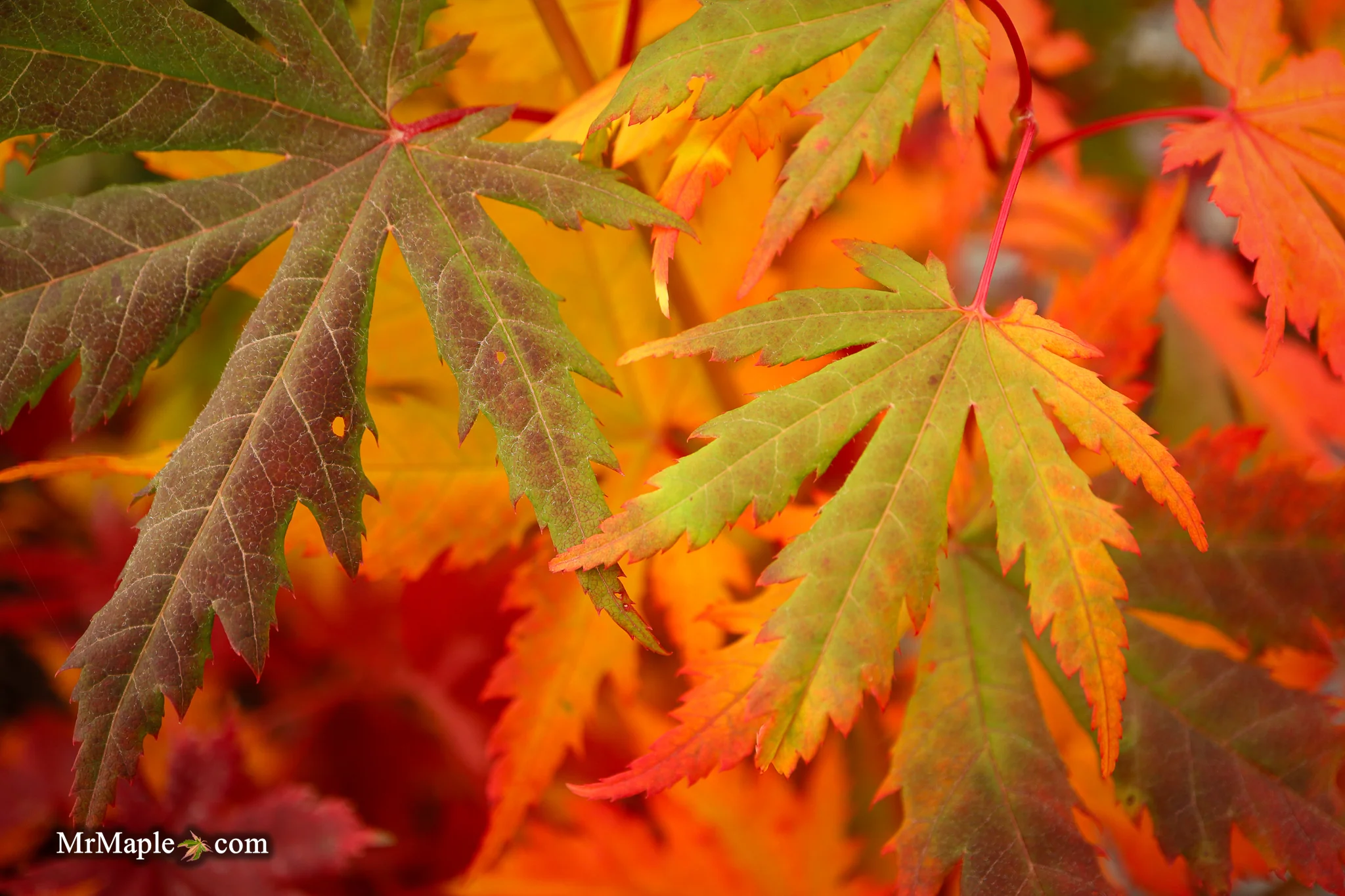 FOR PICKUP ONLY | Acer pseudosieboldianum Japanese Maple | DOES NOT SHIP - Image 16