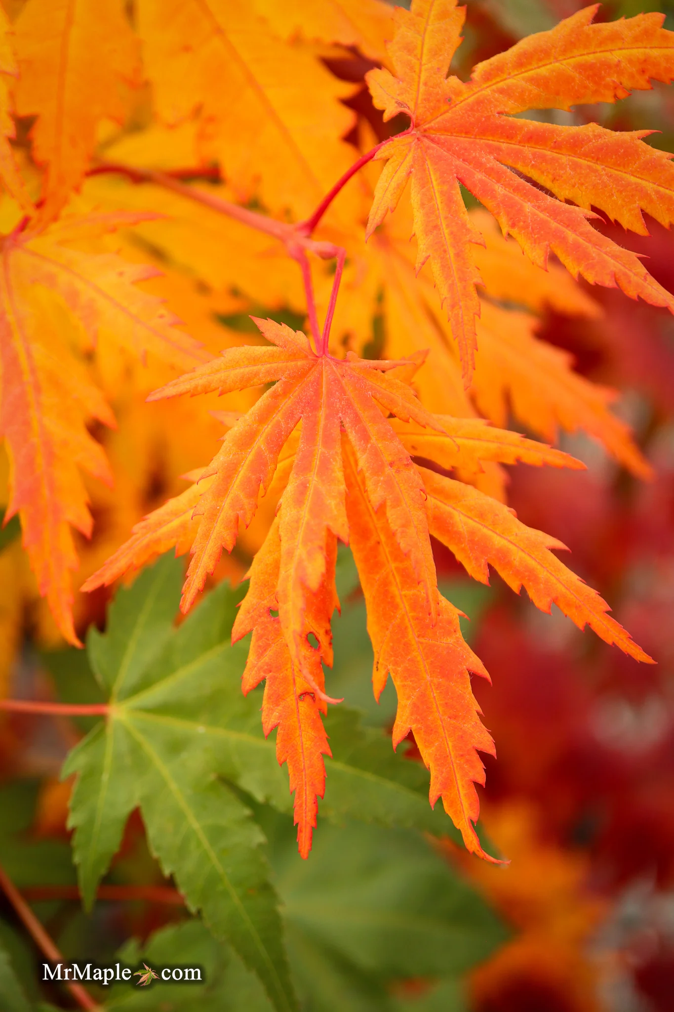 FOR PICKUP ONLY | Acer pseudosieboldianum Japanese Maple | DOES NOT SHIP - Image 17