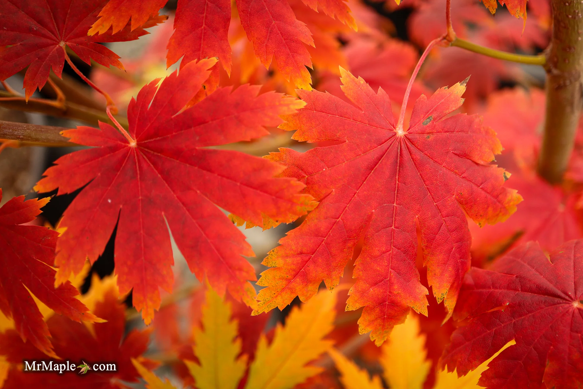 FOR PICKUP ONLY | Acer pseudosieboldianum Japanese Maple | DOES NOT SHIP - Image 18
