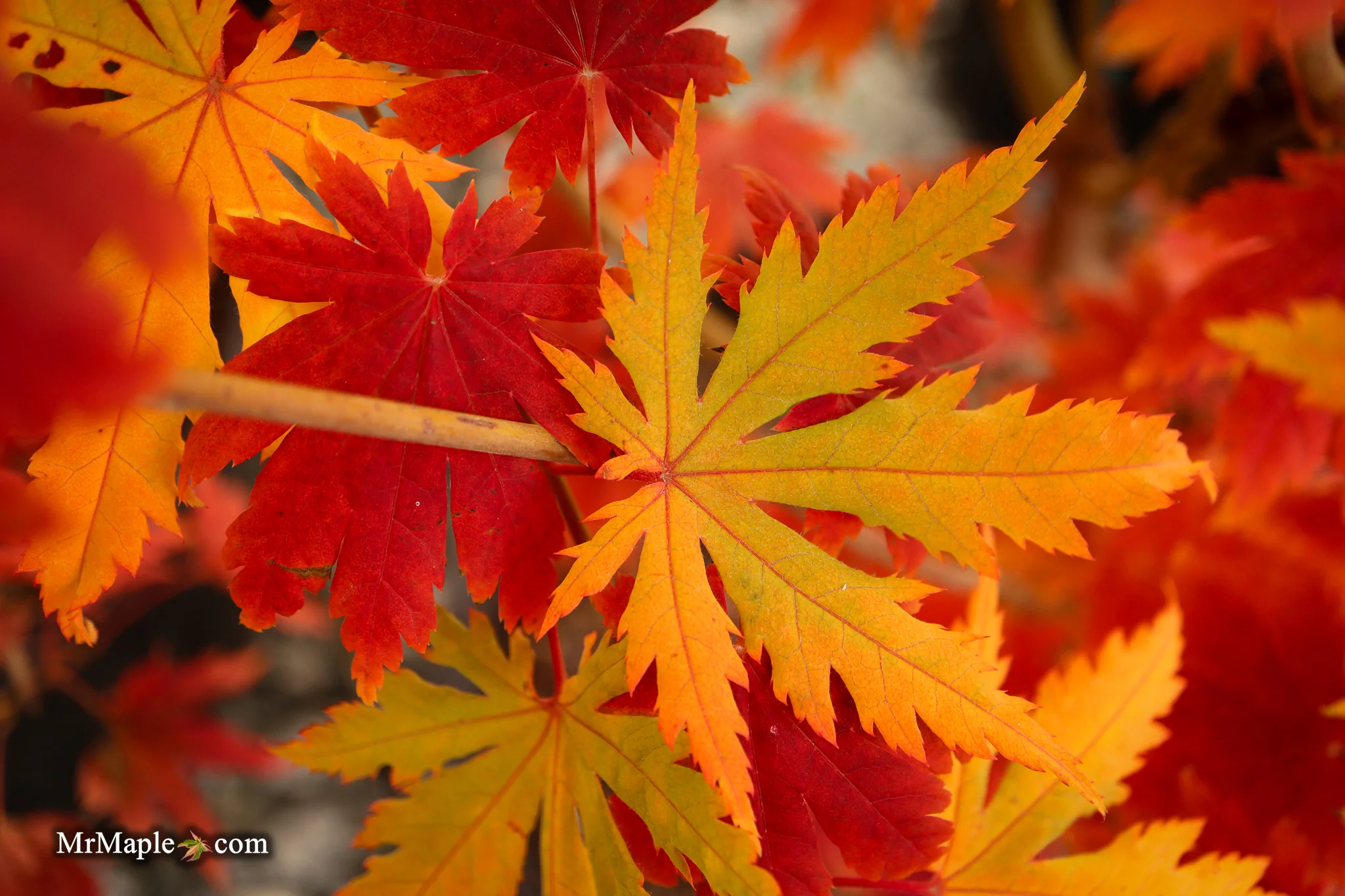 FOR PICKUP ONLY | Acer pseudosieboldianum Japanese Maple | DOES NOT SHIP - Image 19