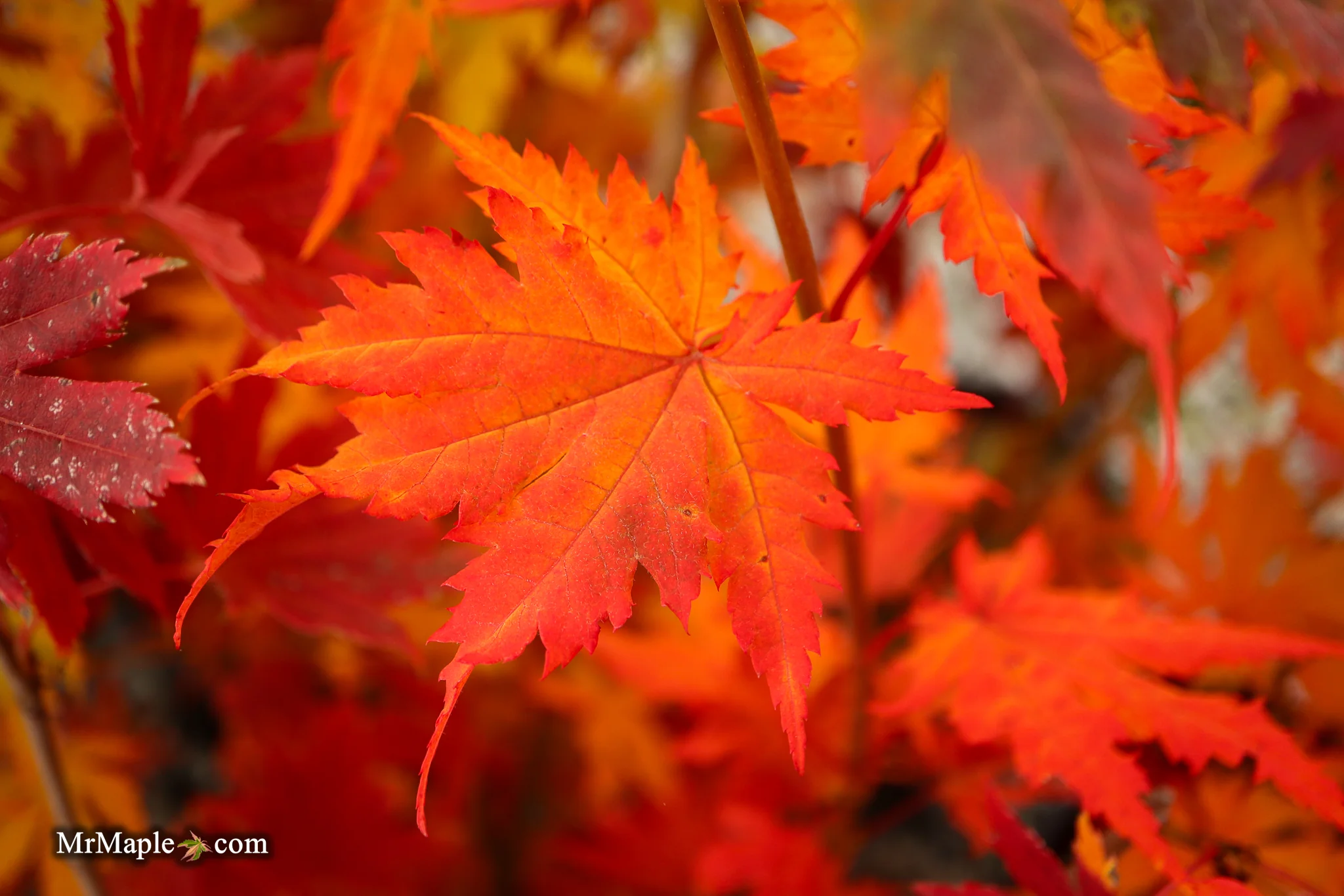 FOR PICKUP ONLY | Acer pseudosieboldianum Japanese Maple | DOES NOT SHIP - Image 20