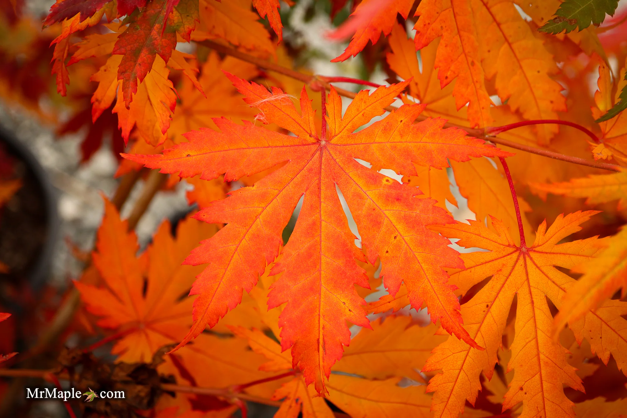FOR PICKUP ONLY | Acer pseudosieboldianum Japanese Maple | DOES NOT SHIP - Image 21