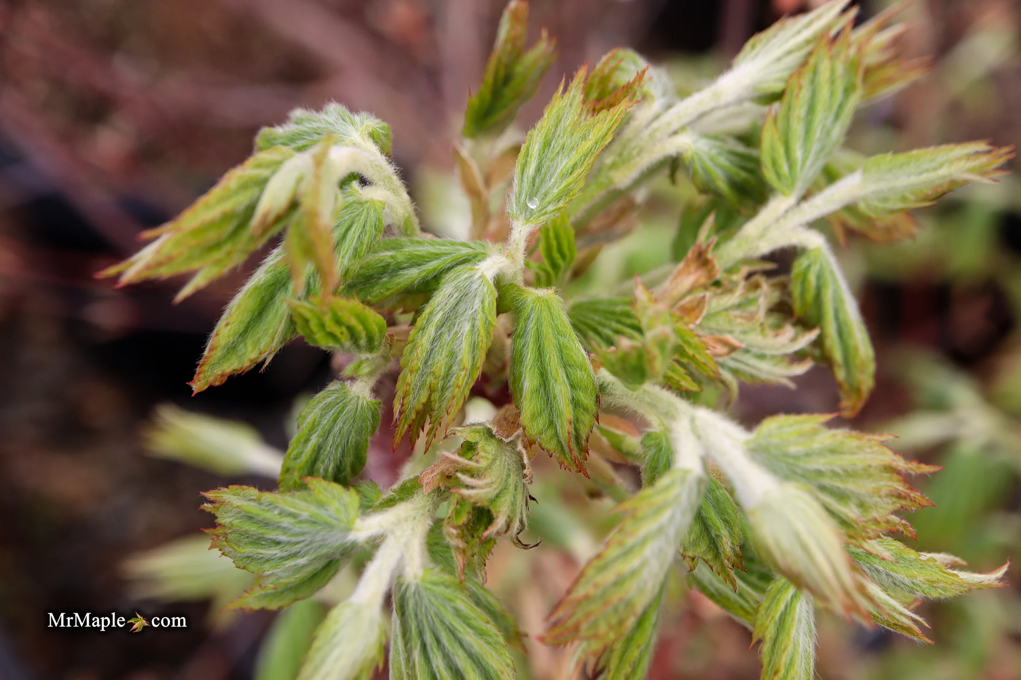 FOR PICKUP ONLY | Acer pseudosieboldianum Japanese Maple | DOES NOT SHIP - Image 22