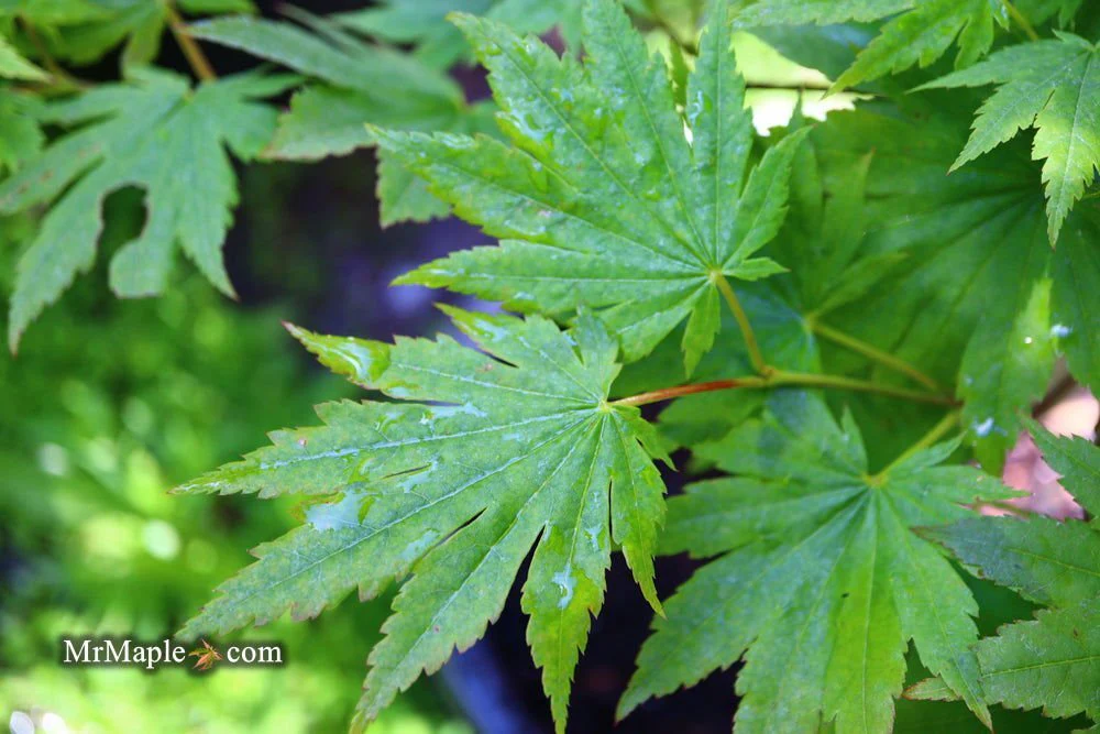 FOR PICKUP ONLY | Acer pseudosieboldianum Japanese Maple | DOES NOT SHIP - Image 23