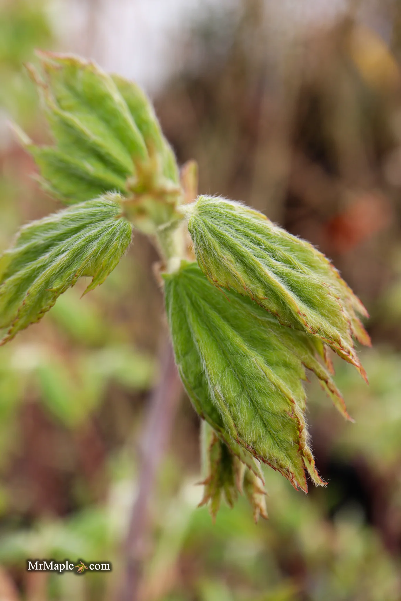 FOR PICKUP ONLY | Acer pseudosieboldianum Japanese Maple | DOES NOT SHIP - Image 24