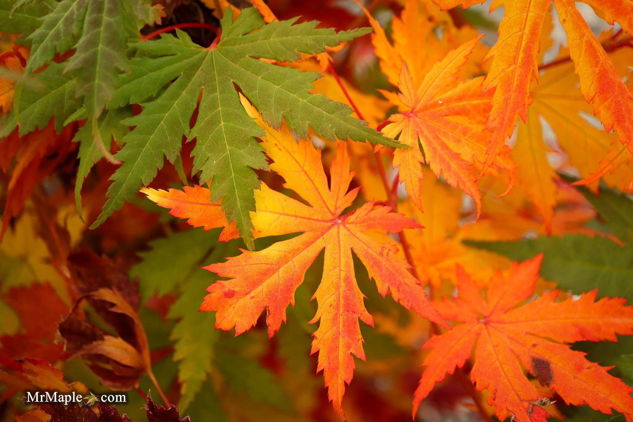 FOR PICKUP ONLY | Acer pseudosieboldianum Japanese Maple | DOES NOT SHIP - Image 25