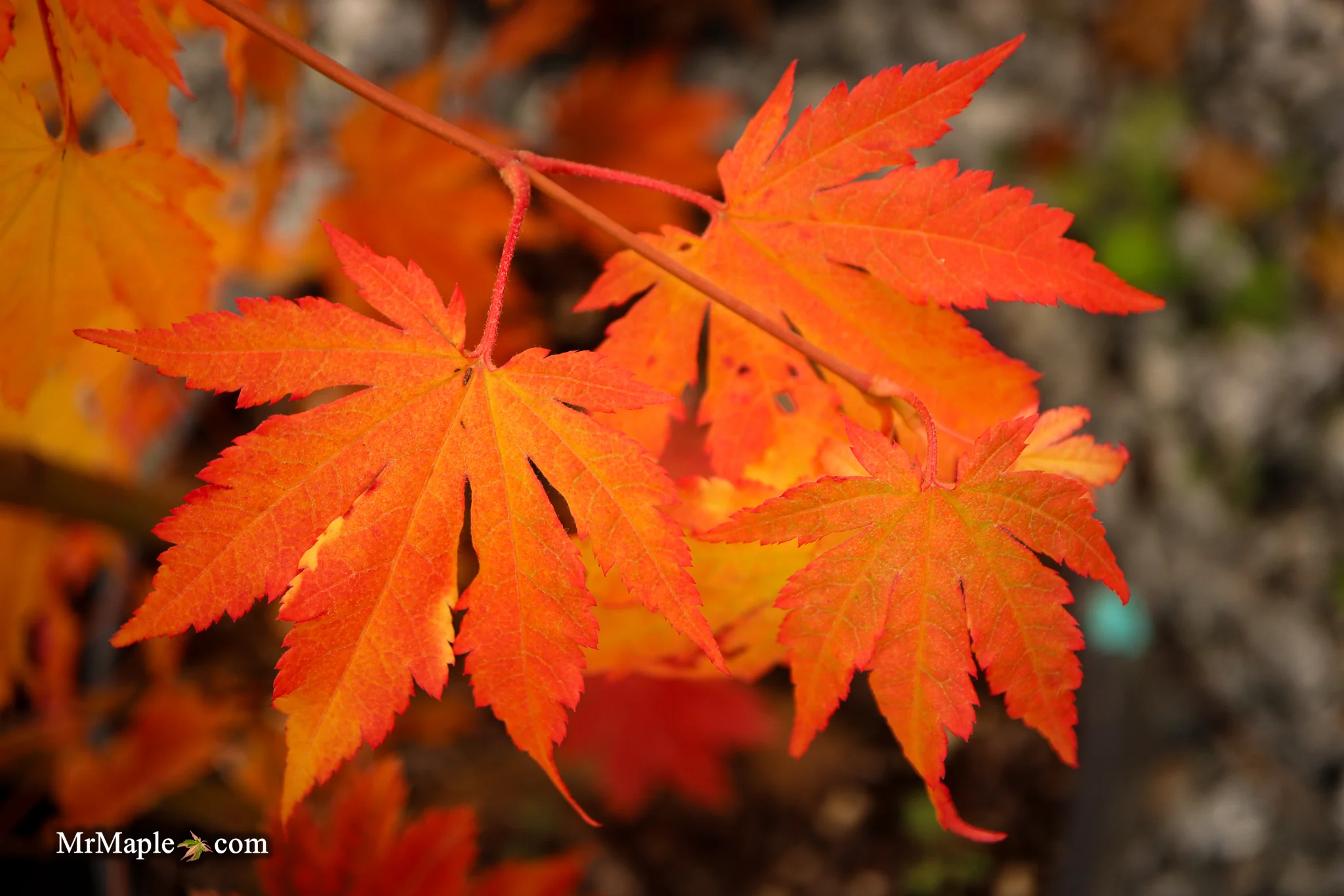 FOR PICKUP ONLY | Acer pseudosieboldianum Japanese Maple | DOES NOT SHIP - Image 27