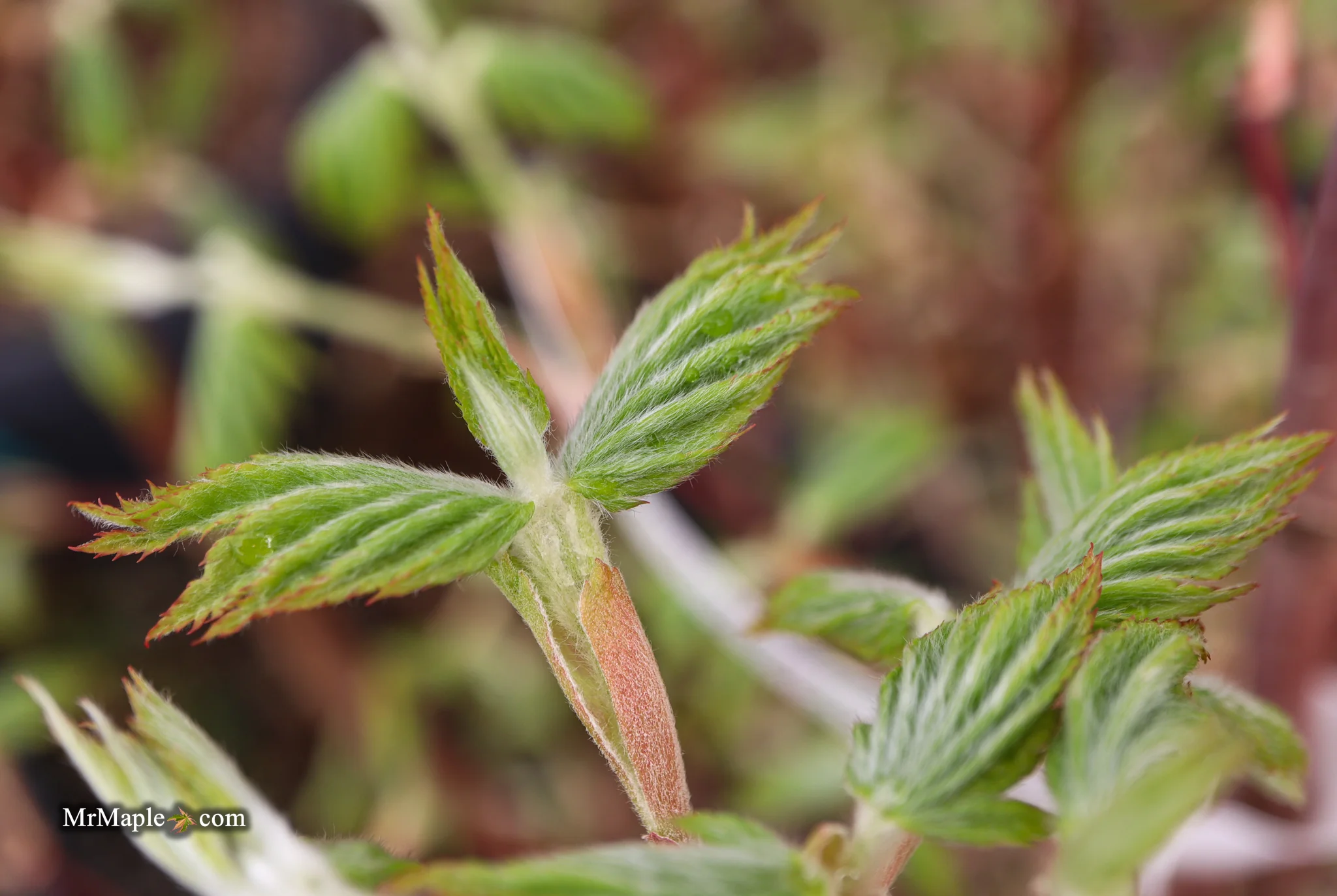 FOR PICKUP ONLY | Acer pseudosieboldianum Japanese Maple | DOES NOT SHIP - Image 30