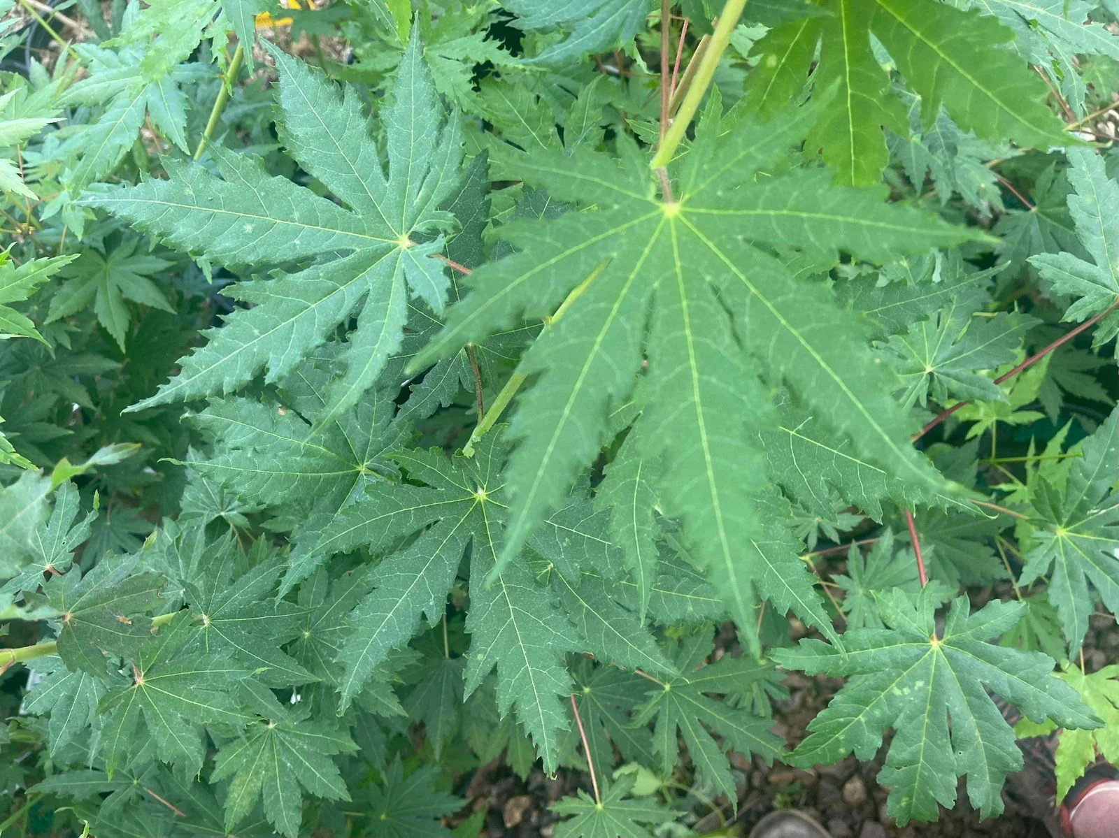 FOR PICKUP ONLY | Acer pseudosieboldianum Japanese Maple | DOES NOT SHIP - Image 5