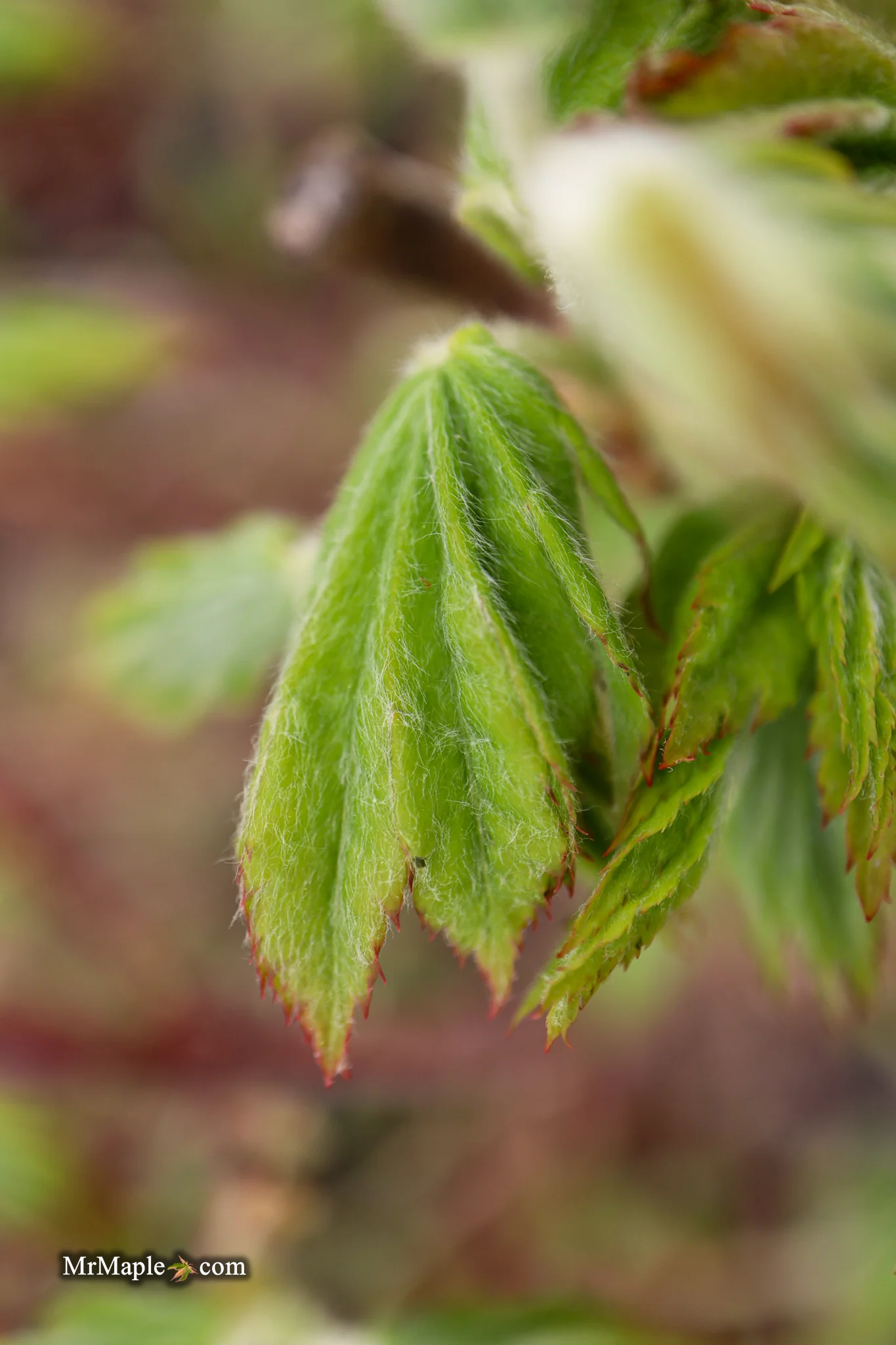 FOR PICKUP ONLY | Acer pseudosieboldianum Japanese Maple | DOES NOT SHIP - Image 6