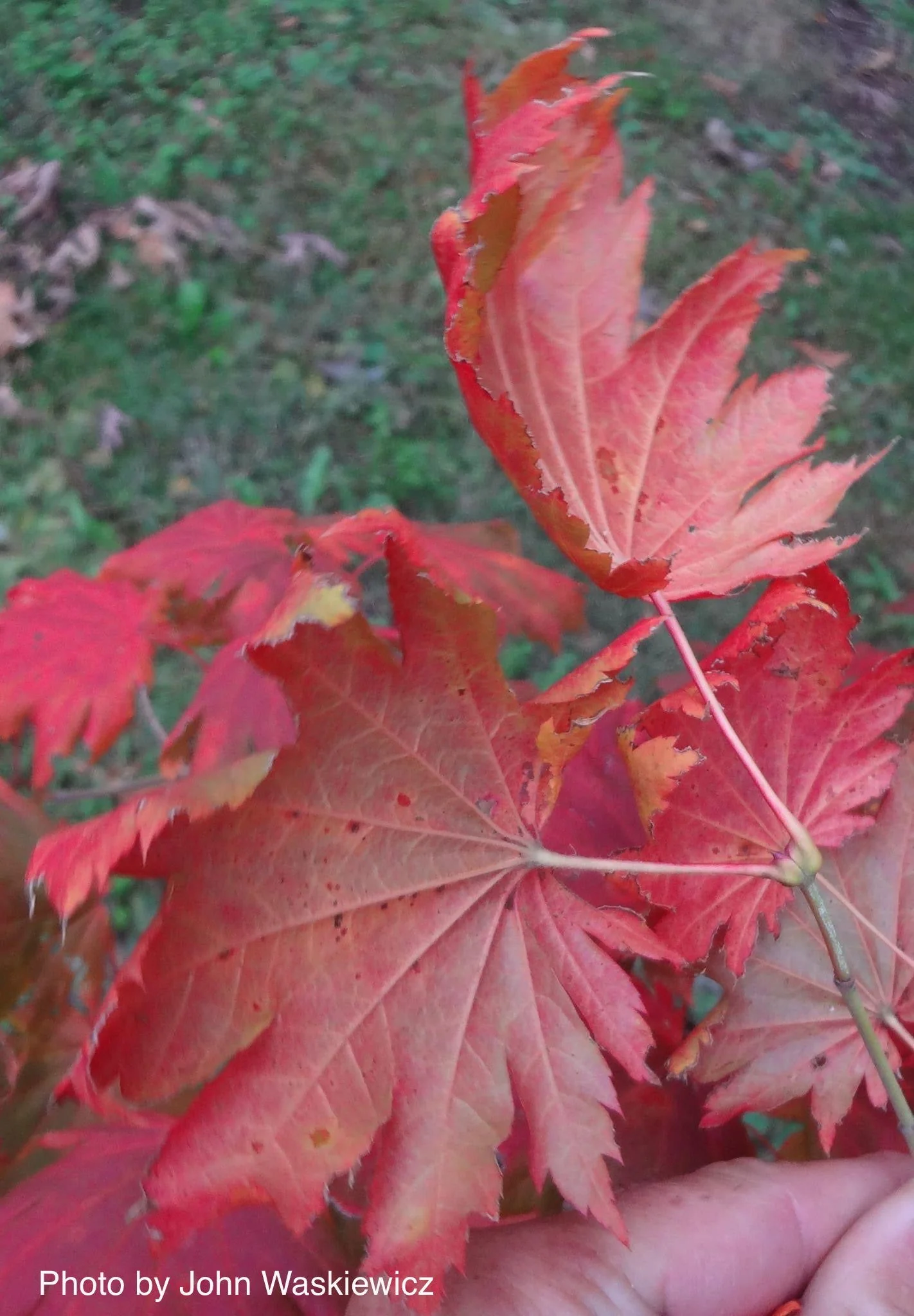 FOR PICKUP ONLY | Acer pseudosieboldianum Japanese Maple | DOES NOT SHIP - Image 8