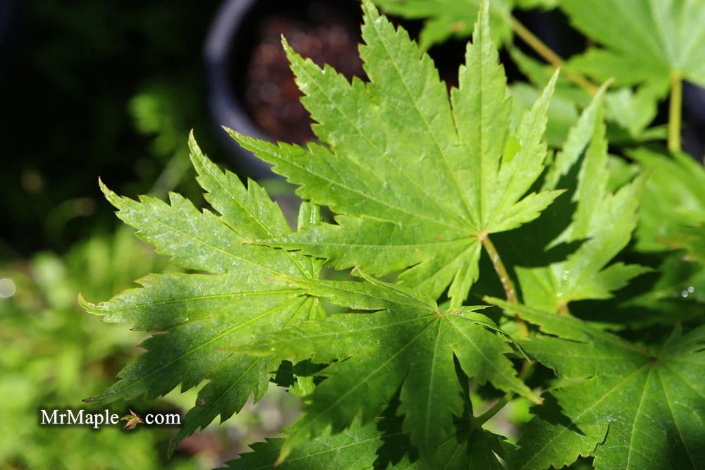 FOR PICKUP ONLY | Acer pseudosieboldianum Japanese Maple | DOES NOT SHIP - Image 9