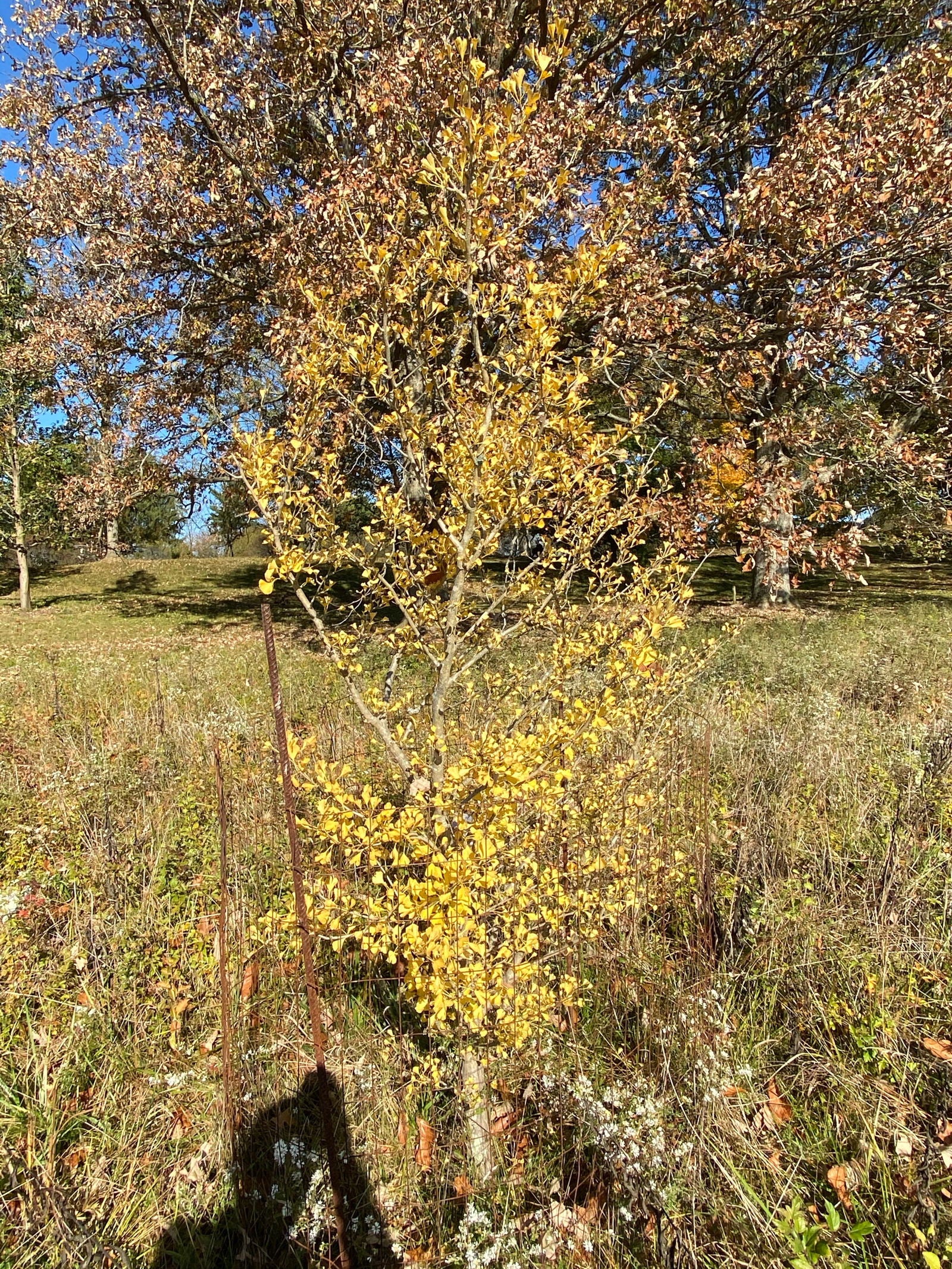 Ginkgo biloba 'Alberta' Narrow Male Ginkgo Tree - Image 3