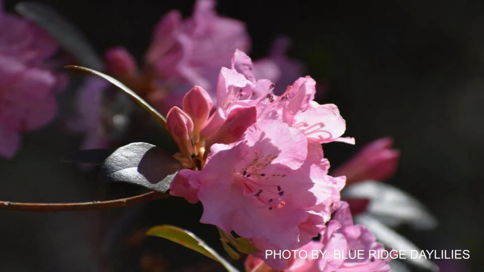 Rhododendron 'Bubblegum' Pink Blooms - Image 3