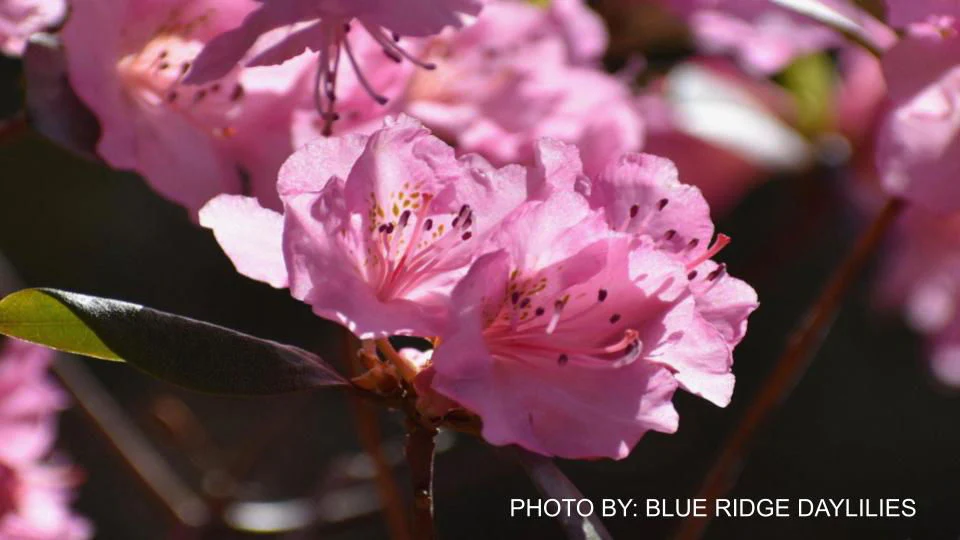 Rhododendron 'Bubblegum' Pink Blooms - Image 4